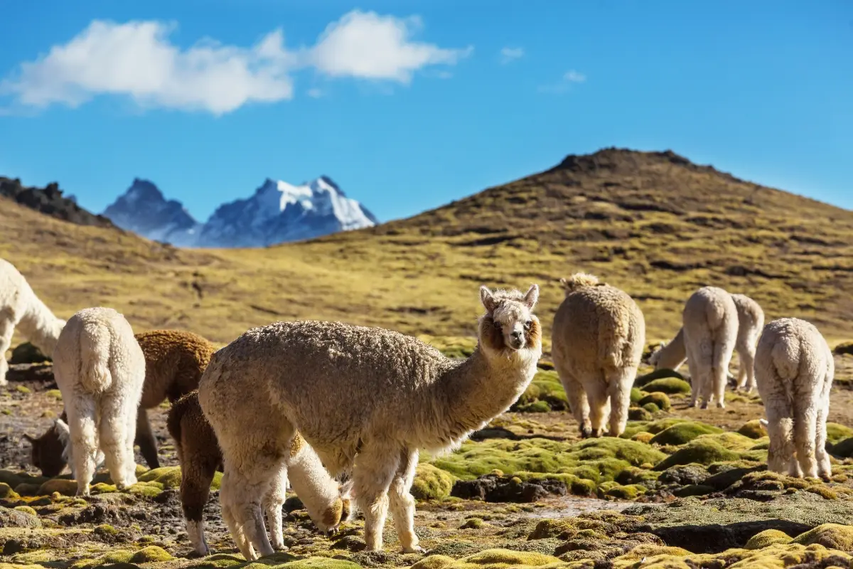 Alpacas with blue sky on mountain Peru with Exploor Peru