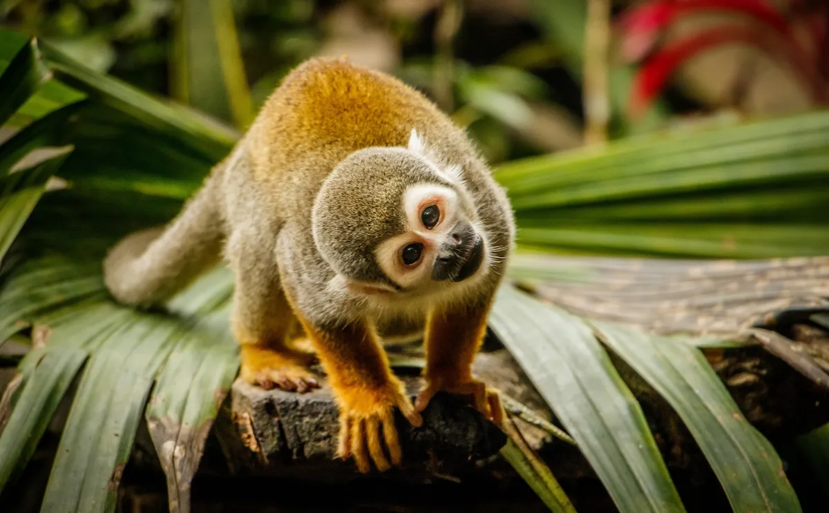 Monkey sitting and turning his head Amazon Peru with Exploor Peru