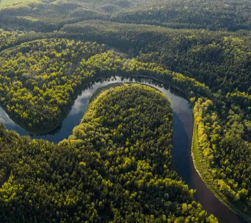 REFORESTATION