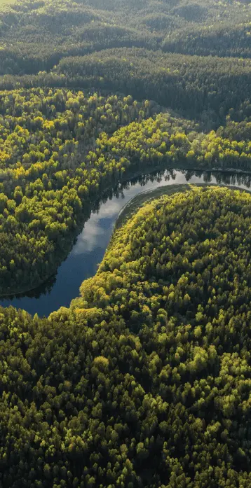 REFORESTATION