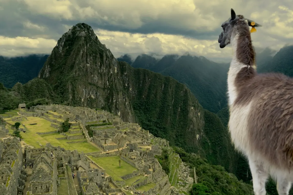 Llama looking at cloudy machu picchu ruins with Exploor Peru