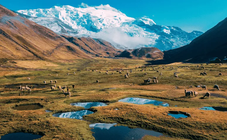 andean scenery with alpacas, small lakes and snow-capped mountains
