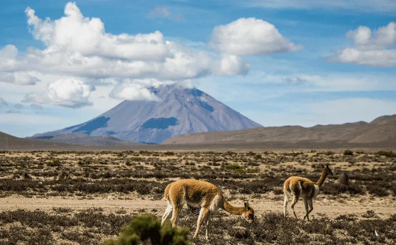vicunas eating in the middle of the andes and are surrounded by a volcano