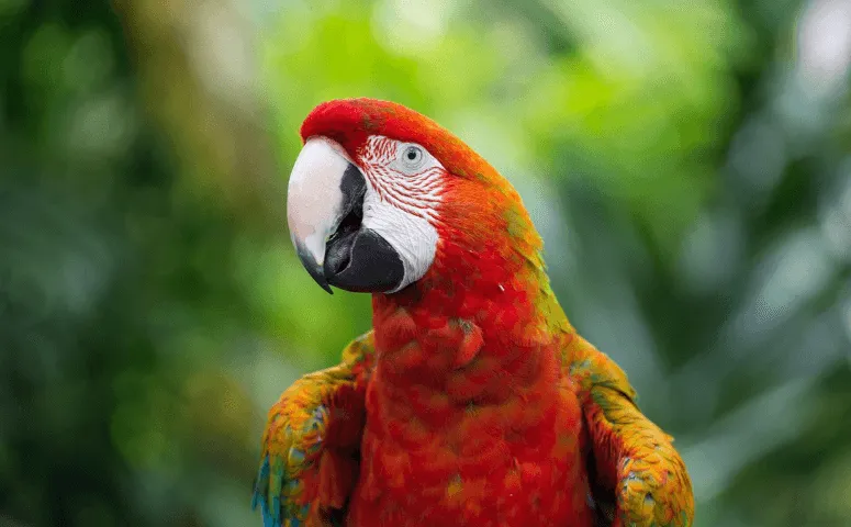 Macaw with red and orange feathers Amazon Peru with Exploor Peru