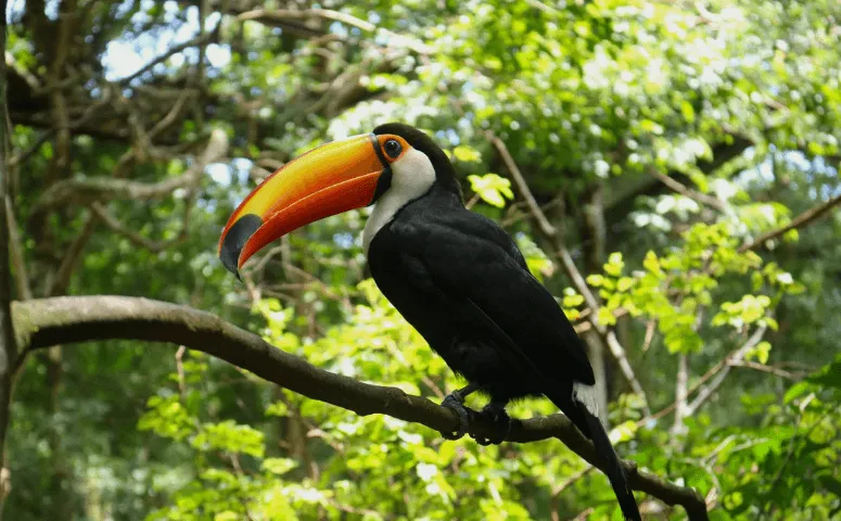 Toucan sitting on a branch of a tree Amazon Peru with Exploor Peru