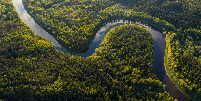 REFORESTATION