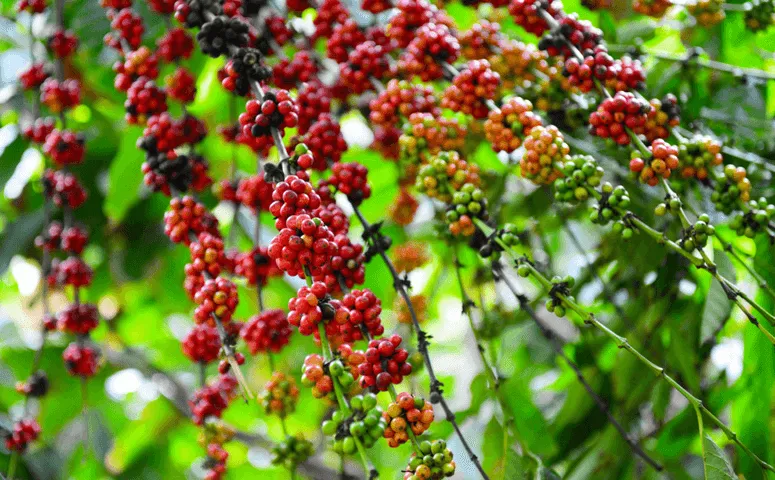 red coffee berries hanging from the tree