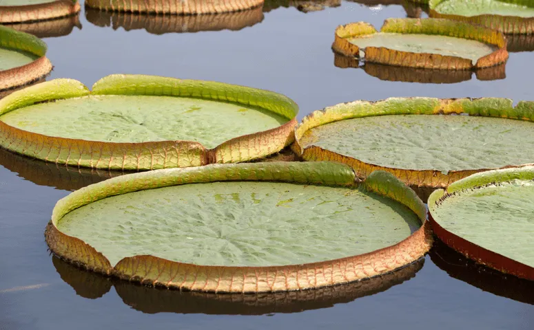 Giant water plant on the water Amazon Peru with Exploor Peru