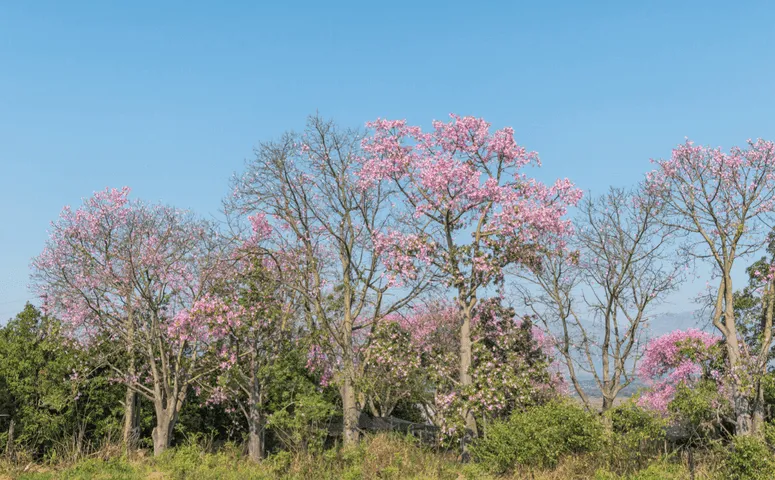 Big tree with pink blossoms Amazon Peru with Exploor Peru
