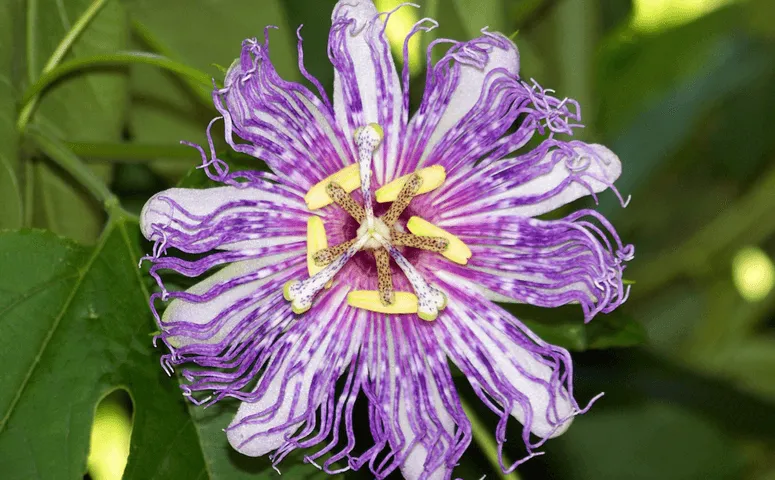 18 Most Fascinating Amazon Rainforest Plants - Exploor Peru