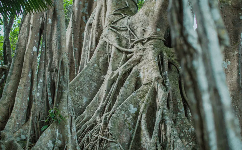 big tree 