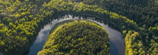 REFORESTATION