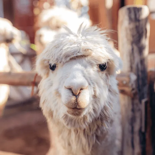 Alpaca in Sacred Valley Cusco Peru gallery - 2-Day Machu Picchu Tour with Exploor Peru