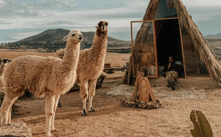 dos alpacas frente a un tipi donde se sienta un viajero