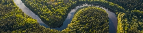 REFORESTIERUNG